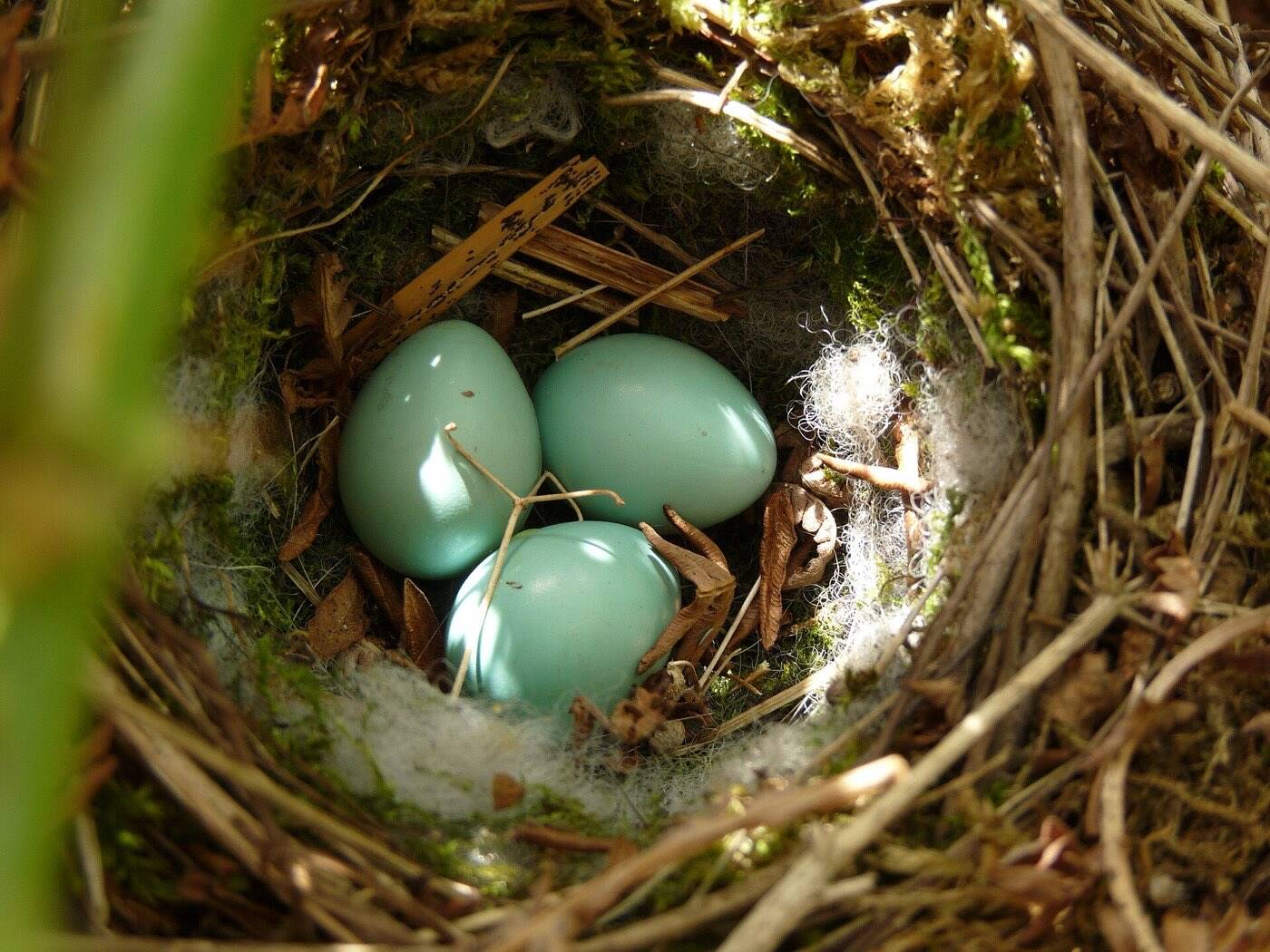 Vogelnest mit drei türkisblauen Eiern einer Heckenbraunelle tief im Geäst