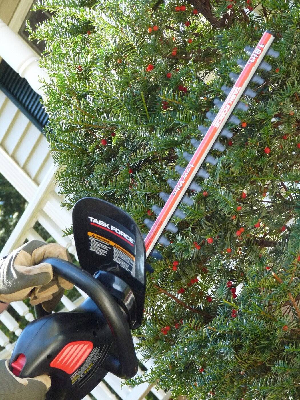 Elektrische Heckenschere mit langem Schwert schneidet eine Eibe mit roten Beeren