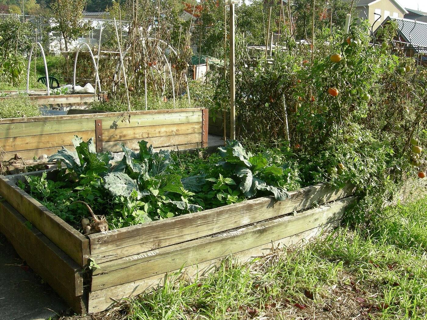 Verwittertes Holz-Hochbeet mit Kohlpflanzen in einem Gemeinschaftsgarten, dahinter Tomaten