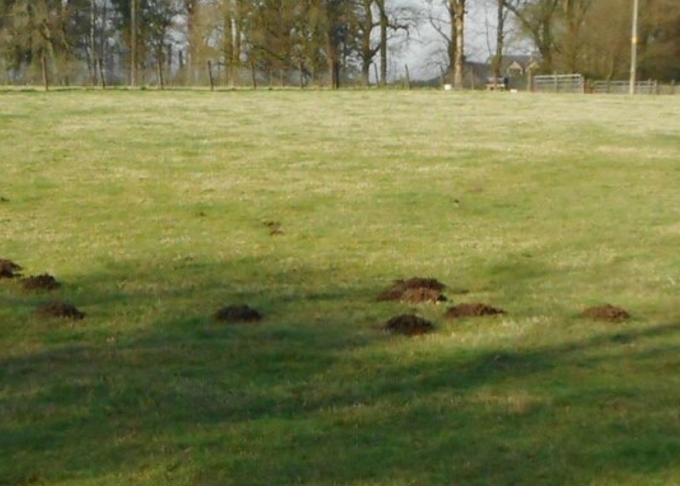 Reihe von Maulwurfshügeln entlang einer Linie über eine Wiese