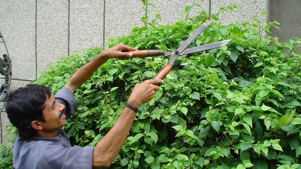 Gärtner schneidet eine dichte grüne Hecke von Hand mit einer langen Heckenschere