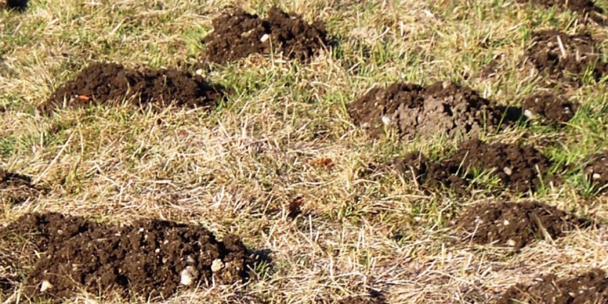 Frischer Maulwurfshügel aus feiner Erde in einem gepflegten Rasen